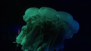 Preview wallpaper jellyfish, underwater world, dark, tentacle