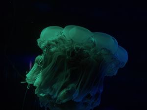 Preview wallpaper jellyfish, underwater world, dark, tentacle