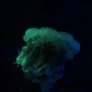 Preview wallpaper jellyfish, underwater world, dark, tentacle