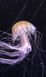 Preview wallpaper jellyfish, underwater world, dark, tentacle, beautiful