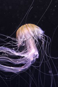 Preview wallpaper jellyfish, underwater world, dark, tentacle, beautiful