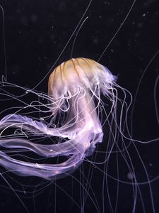 Preview wallpaper jellyfish, underwater world, dark, tentacle, beautiful