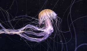 Preview wallpaper jellyfish, underwater world, dark, tentacle, beautiful