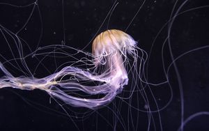 Preview wallpaper jellyfish, underwater world, dark, tentacle, beautiful