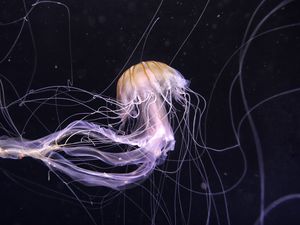 Preview wallpaper jellyfish, underwater world, dark, tentacle, beautiful