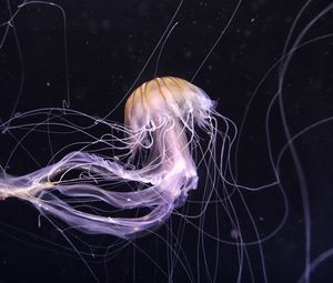 Preview wallpaper jellyfish, underwater world, dark, tentacle, beautiful