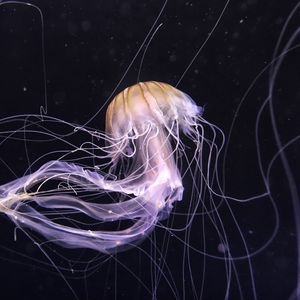 Preview wallpaper jellyfish, underwater world, dark, tentacle, beautiful