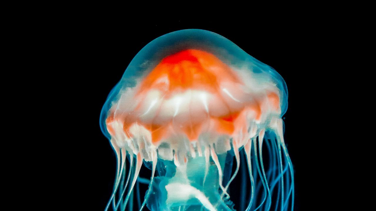 Wallpaper jellyfish, underwater world, dark, tentacle, black