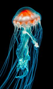 Preview wallpaper jellyfish, underwater world, dark, tentacle, black