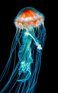Preview wallpaper jellyfish, underwater world, dark, tentacle, black