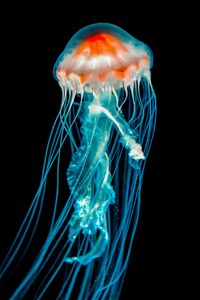 Preview wallpaper jellyfish, underwater world, dark, tentacle, black