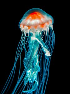 Preview wallpaper jellyfish, underwater world, dark, tentacle, black