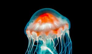 Preview wallpaper jellyfish, underwater world, dark, tentacle, black