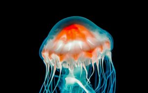 Preview wallpaper jellyfish, underwater world, dark, tentacle, black