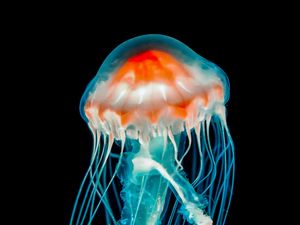 Preview wallpaper jellyfish, underwater world, dark, tentacle, black