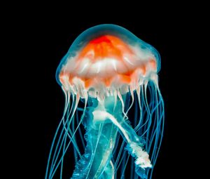 Preview wallpaper jellyfish, underwater world, dark, tentacle, black