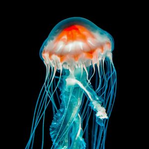 Preview wallpaper jellyfish, underwater world, dark, tentacle, black