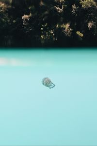 Preview wallpaper jellyfish, underwater world, depth, water, blue