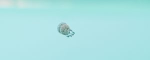 Preview wallpaper jellyfish, underwater world, depth, water, blue