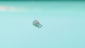 Preview wallpaper jellyfish, underwater world, depth, water, blue