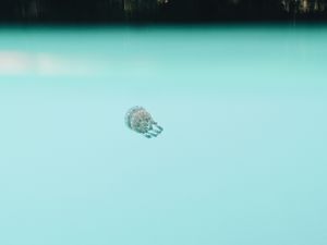 Preview wallpaper jellyfish, underwater world, depth, water, blue