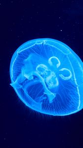 Preview wallpaper jellyfish, underwater world, glow, blue