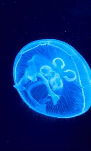 Preview wallpaper jellyfish, underwater world, glow, blue