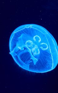 Preview wallpaper jellyfish, underwater world, glow, blue