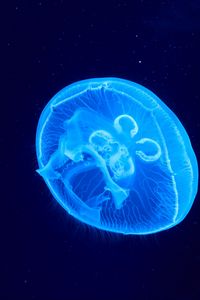 Preview wallpaper jellyfish, underwater world, glow, blue