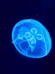 Preview wallpaper jellyfish, underwater world, glow, blue