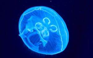Preview wallpaper jellyfish, underwater world, glow, blue