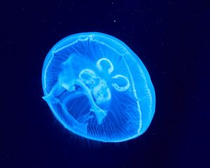 Preview wallpaper jellyfish, underwater world, glow, blue