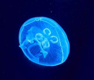 Preview wallpaper jellyfish, underwater world, glow, blue