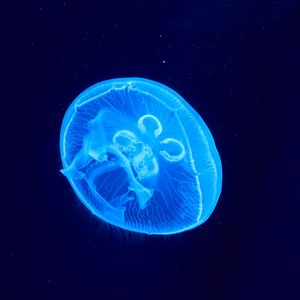 Preview wallpaper jellyfish, underwater world, glow, blue