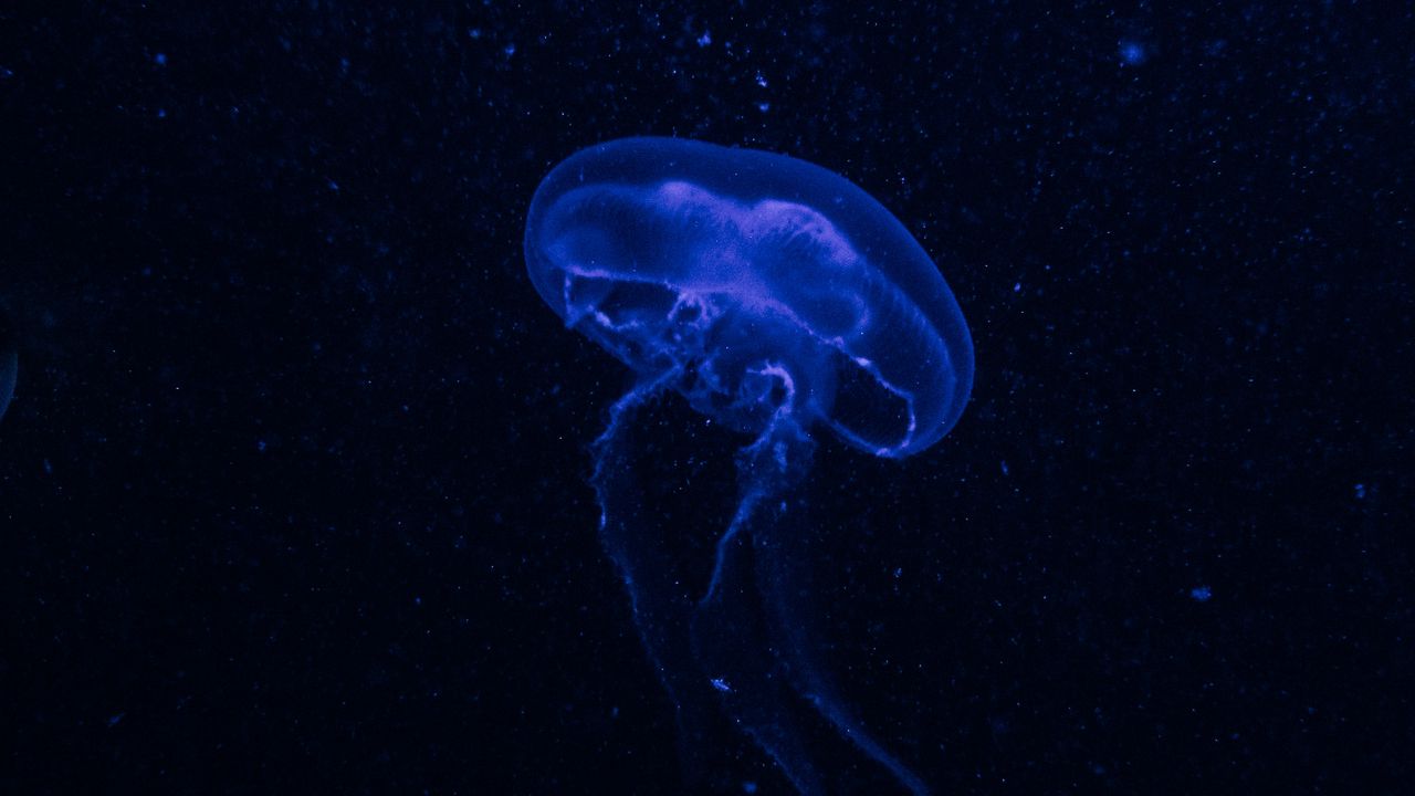 Wallpaper jellyfish, underwater world, glow, phosphorus, hydro-jellyfish, dark, blue