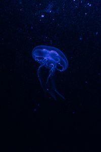 Preview wallpaper jellyfish, underwater world, glow, phosphorus, hydro-jellyfish, dark, blue