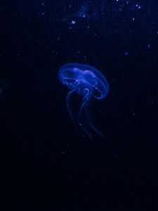 Preview wallpaper jellyfish, underwater world, glow, phosphorus, hydro-jellyfish, dark, blue