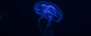 Preview wallpaper jellyfish, underwater world, glow, phosphorus, hydro-jellyfish, dark, blue