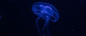 Preview wallpaper jellyfish, underwater world, glow, phosphorus, hydro-jellyfish, dark, blue