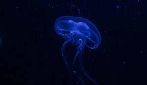 Preview wallpaper jellyfish, underwater world, glow, phosphorus, hydro-jellyfish, dark, blue