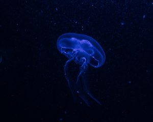 Preview wallpaper jellyfish, underwater world, glow, phosphorus, hydro-jellyfish, dark, blue