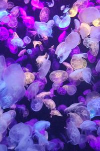 Preview wallpaper jellyfish, underwater world, glow, neon, phosphorus