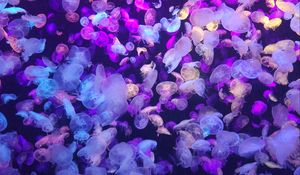 Preview wallpaper jellyfish, underwater world, glow, neon, phosphorus