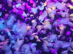 Preview wallpaper jellyfish, underwater world, glow, neon, phosphorus