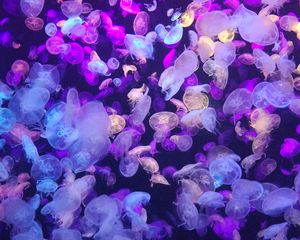 Preview wallpaper jellyfish, underwater world, glow, neon, phosphorus