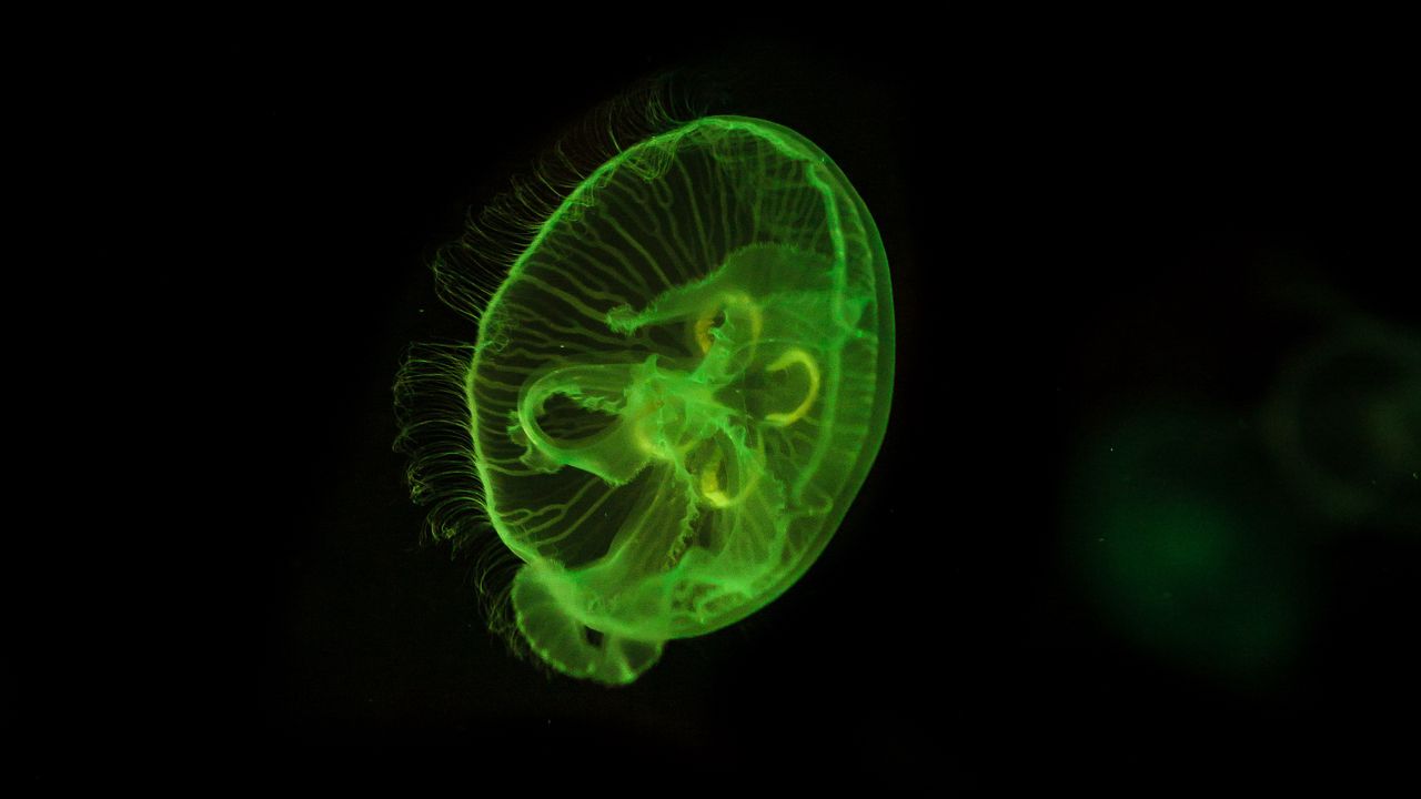 Wallpaper jellyfish, underwater world, green, glow, swim