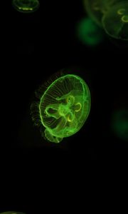 Preview wallpaper jellyfish, underwater world, green, glow, swim