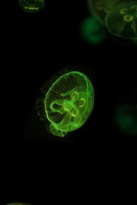 Preview wallpaper jellyfish, underwater world, green, glow, swim