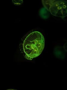 Preview wallpaper jellyfish, underwater world, green, glow, swim