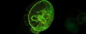 Preview wallpaper jellyfish, underwater world, green, glow, swim